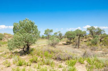  Bozkır yaz. Turgai kapısı. Turgai Kaydet. Milli Parkı 