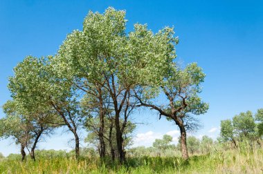  Bozkır yaz. Turgai kapısı. Turgai Kaydet. Milli Parkı 