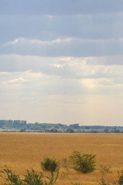Woodless, zavallı nemi ve genellikle düz ile kuru iklim bölgesinde otsu bitki örtüsü bozkır. çayır, veld, veldt