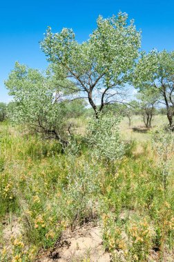  Bozkır yaz. Turgai kapısı. Turgai Kaydet. Milli Parkı 