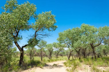  Bozkır yaz. Turgai kapısı. Turgai Kaydet. Milli Parkı 