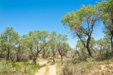  Bozkır yaz. Turgai kapısı. Turgai Kaydet. Milli Parkı 