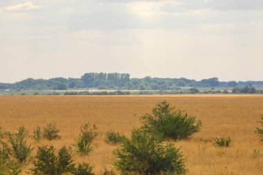 Woodless, zavallı nemi ve genellikle düz ile kuru iklim bölgesinde otsu bitki örtüsü bozkır. çayır, veld, veldt
