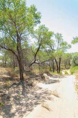  Bozkır yaz. Turgai kapısı. Turgai Kaydet. Milli Parkı 