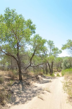  Bozkır yaz. Turgai kapısı. Turgai Kaydet. Milli Parkı 