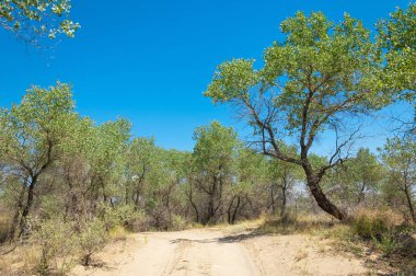  Bozkır yaz. Turgai kapısı. Turgai Kaydet. Milli Parkı 