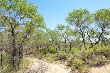  Bozkır yaz. Turgai kapısı. Turgai Kaydet. Milli Parkı 