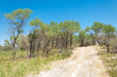  Bozkır yaz. Turgai kapısı. Turgai Kaydet. Milli Parkı 