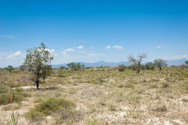  Bozkır yaz. Turgai kapısı. Turgai Kaydet. Milli Parkı 