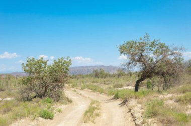  Bozkır yaz. Turgai kapısı. Turgai Kaydet. Milli Parkı 
