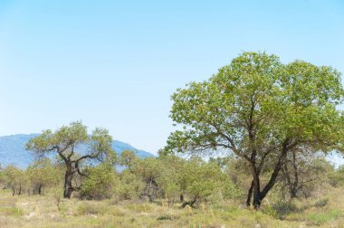  Bozkır yaz. Turgai kapısı. Turgai Kaydet. Milli Parkı 