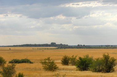 Woodless, zavallı nemi ve genellikle düz ile kuru iklim bölgesinde otsu bitki örtüsü bozkır. çayır, veld, veldt