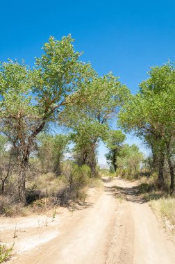  Bozkır yaz. Turgai kapısı. Turgai Kaydet. Milli Parkı 