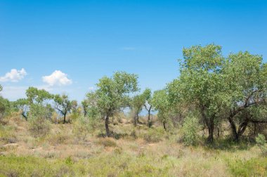  Bozkır yaz. Turgai kapısı. Turgai Kaydet. Milli Parkı 