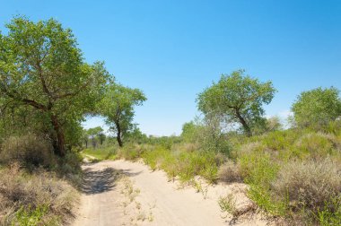  Bozkır yaz. Turgai kapısı. Turgai Kaydet. Milli Parkı 