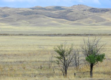 Woodless, zavallı nemi ve genellikle düz ile kuru iklim bölgesinde otsu bitki örtüsü bozkır. çayır, veld, veldt