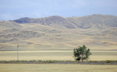Woodless, zavallı nemi ve genellikle düz ile kuru iklim bölgesinde otsu bitki örtüsü bozkır. çayır, veld, veldt