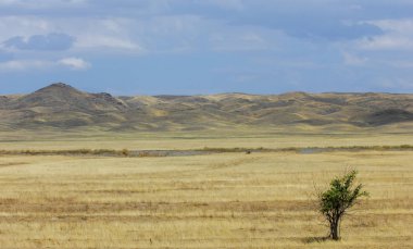 Woodless, zavallı nemi ve genellikle düz ile kuru iklim bölgesinde otsu bitki örtüsü bozkır. çayır, veld, veldt