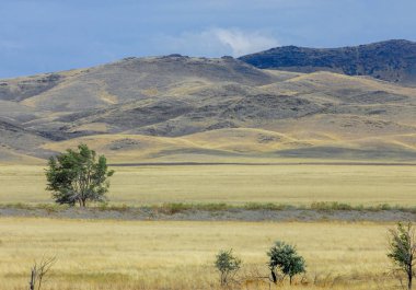 Woodless, zavallı nemi ve genellikle düz ile kuru iklim bölgesinde otsu bitki örtüsü bozkır. çayır, veld, veldt