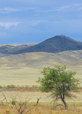 Woodless, zavallı nemi ve genellikle düz ile kuru iklim bölgesinde otsu bitki örtüsü bozkır. çayır, veld, veldt