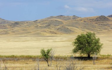 Woodless, zavallı nemi ve genellikle düz ile kuru iklim bölgesinde otsu bitki örtüsü bozkır. çayır, veld, veldt