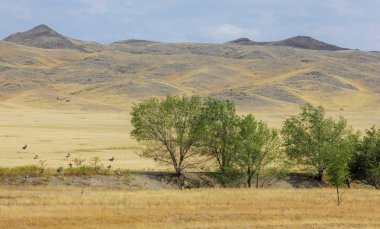 Woodless, zavallı nemi ve genellikle düz ile kuru iklim bölgesinde otsu bitki örtüsü bozkır. çayır, veld, veldt