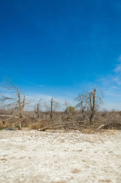 tuzlu su, tuz bataklığı. Etkin badlands. Tek çalı. Kazakistan