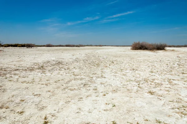 tuzlu su, tuz bataklığı. Etkin badlands. Tek çalı. Kazakistan