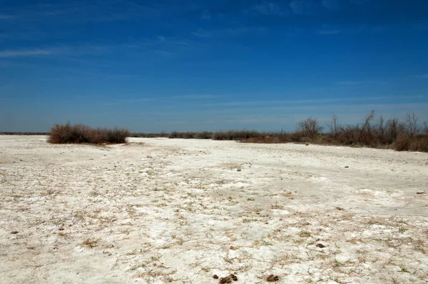 tuzlu su, tuz bataklığı. Etkin badlands. Tek çalı. Kazakistan