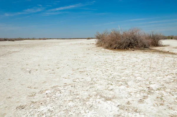 Slané Slané Mokřiny Etosha Pustině Jeden Keř Kazachstán — Stock fotografie