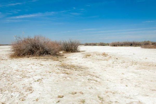 Szikes Sós Etosha Badlands Egyetlen Cserje Kazahsztán — Stock Fotó