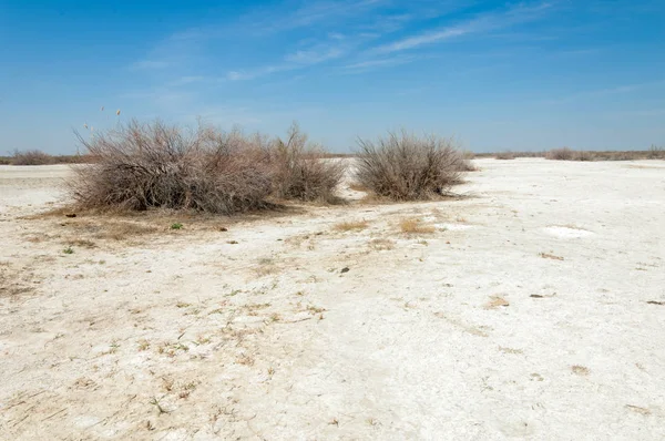 Αλατούχο Διάλυμα Αλάτι Marsh Etosha Badlands Ενιαία Θάμνος Καζαχστάν — Φωτογραφία Αρχείου