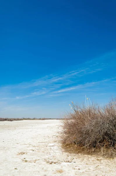 tuzlu su, tuz bataklığı. Etkin badlands. Tek çalı. Kazakistan