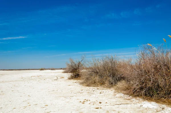 Saline Salt Marsh Etosha Badlands Single Shrub Kazakhstan — Stock Photo, Image