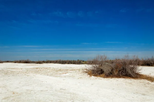 Soli Fizjologicznej Słonych Bagien Etosha Badlands Pojedynczy Krzew Kazachstan — Zdjęcie stockowe