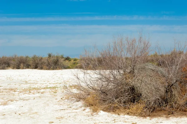 Saline Marais Salé Les Badlands Etosha Arbuste Unique Kazakhstan — Photo