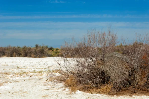 Αλατούχο Διάλυμα Αλάτι Marsh Etosha Badlands Ενιαία Θάμνος Καζαχστάν — Φωτογραφία Αρχείου