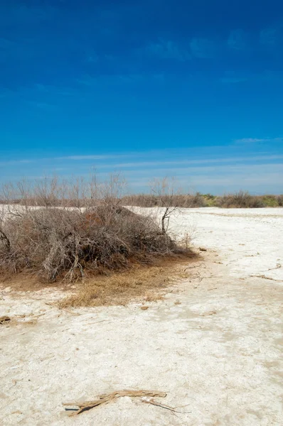 Αλατούχο Διάλυμα Αλάτι Marsh Etosha Badlands Ενιαία Θάμνος Καζαχστάν — Φωτογραφία Αρχείου