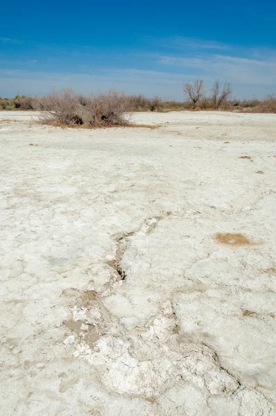 tuzlu su, tuz bataklığı. Etkin badlands. Tek çalı. Kazakistan