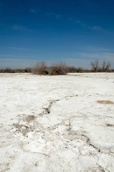 tuzlu su, tuz bataklığı. Etkin badlands. Tek çalı. Kazakistan