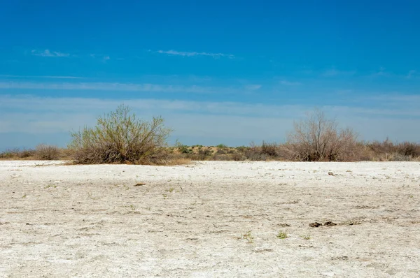 Soluzione Salina Salina Terre Oscure Etosha Arbusto Singolo Kazakistan — Foto Stock