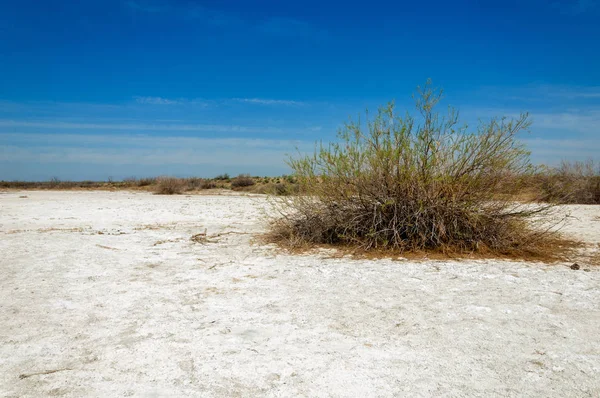 Saline Marais Salé Les Badlands Etosha Arbuste Unique Kazakhstan — Photo