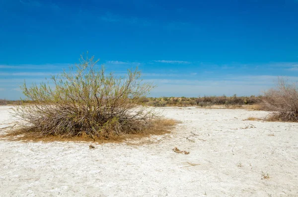 Slané Slané Mokřiny Etosha Pustině Jeden Keř Kazachstán — Stock fotografie