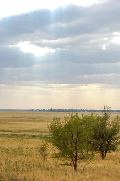 Stepi Laku Chudé Vlhkost Obvykle Plochý Travnatou Vegetací Suché Klimatické — Stock fotografie