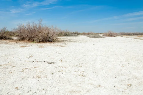 Saline Salt Marsh Etosha Badlands Single Shrub Kazakhstan — Stock Photo, Image