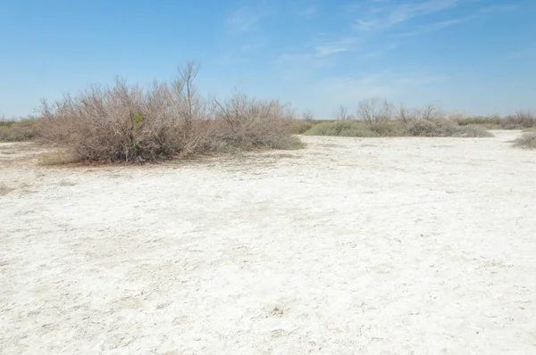 tuzlu su, tuz bataklığı. Etkin badlands. Tek çalı. Kazakistan