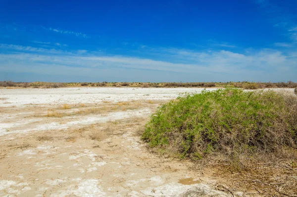 tuzlu su, tuz bataklığı. Etkin badlands. Tek çalı. Kazakistan