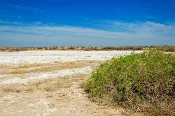 tuzlu su, tuz bataklığı. Etkin badlands. Tek çalı. Kazakistan