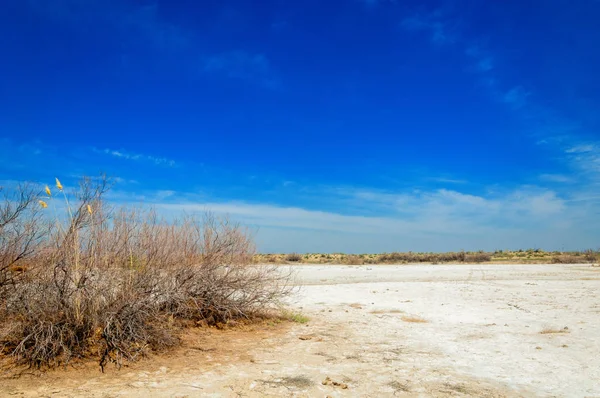 tuzlu su, tuz bataklığı. Etkin badlands. Tek çalı. Kazakistan
