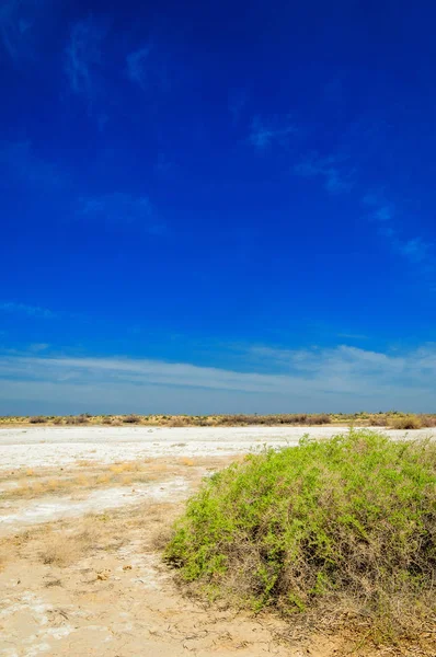 tuzlu su, tuz bataklığı. Etkin badlands. Tek çalı. Kazakistan